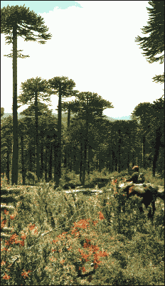 Araucarias y  Notros