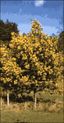 Mimose