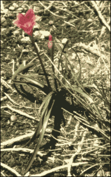 Una flor de la altura