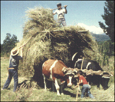 Heuwagen